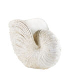 ammonite (1)